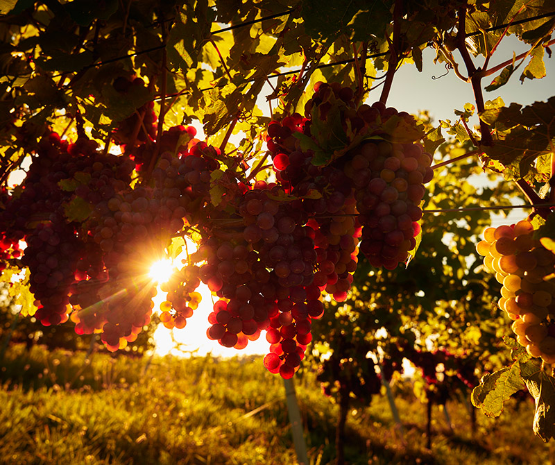 Jechtinger Wein