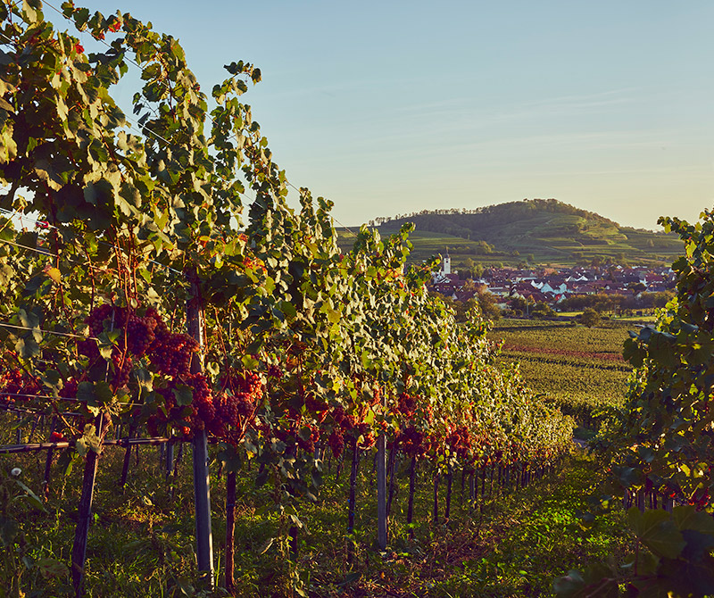 Jechtinger Wein